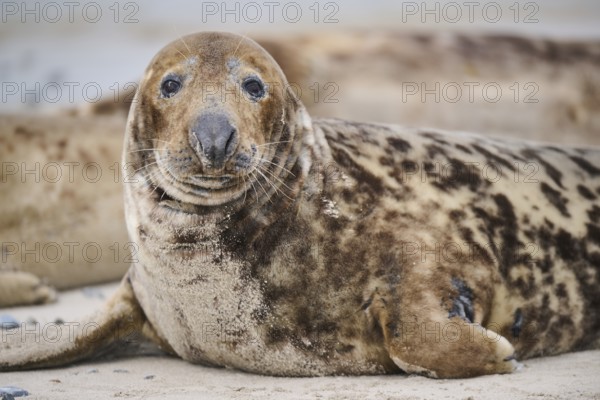 Grey seal (Halichoerus grypus), portrait, on the beach, Düne, Helgoland, Schleswig-Holstein, Germany, Europe