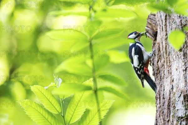 Great spotted woodpecker (Dendrocopos major), male with green caterpillars in his beak waiting at a breeding den, Bad Homburg, Hesse, Germany, Europe