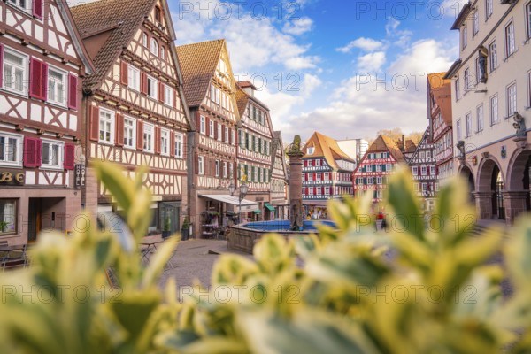 Picturesque townscape with half-timbered houses and a central market square, Calw in spring, Black Forest, Germany, Europe