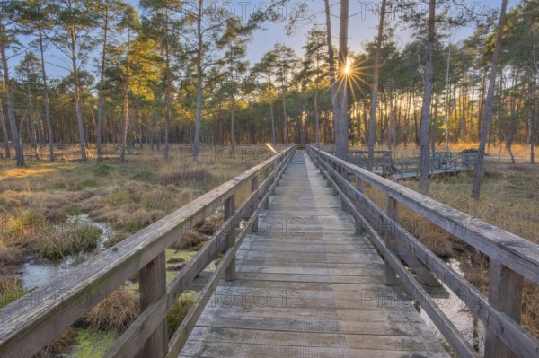 View along a moor bridge in the moor adventure trail, Otternhagener Moor, Resse, Neustadt am Rübenberge, Hanover, Lower Saxony, Germany, Europe