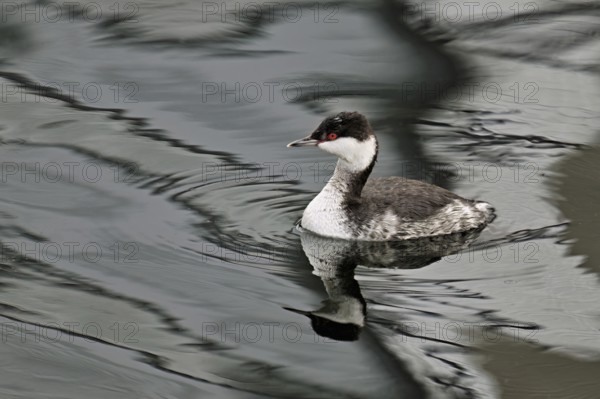 Slavonian Grebe (Podiceps auritus), adult, in adult plumage, winter plumage, swimming in Lake Zug, Switzerland, Europe