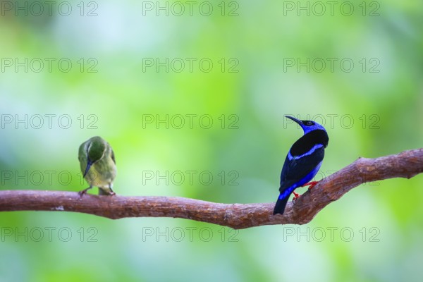 Red-footed honey suckers (Cyanerpes cyaneus), tanagers (Thraupidae), Alajuela, Costa Rica, Central America
