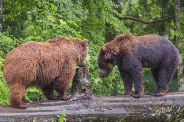 A male and a female Eurasian brown bear (Ursus arctos arctos) meet on a rotting log lying on the ground