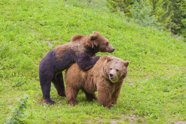 A young male Eurasian brown bear (Ursus arctos arctos) and a much older female mate (sort of) at the edge of a forest