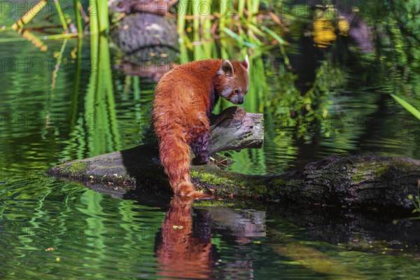 One red panda, Ailurus fulgens, balances over a log lying in the water