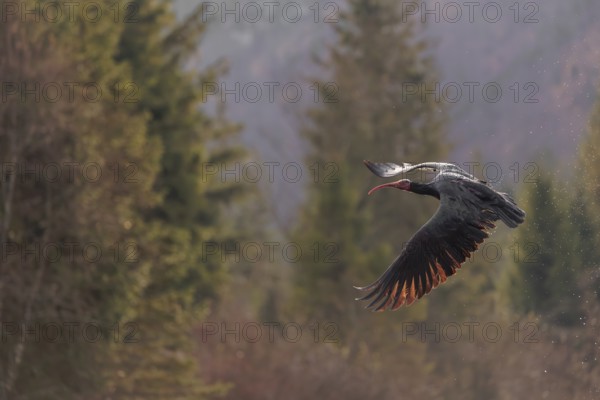A Northern Bald Ibis, Hermit Ibis (Geronticus eremita) in flight in natural surroundings