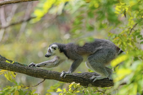 A ring-tailed lemur (Lemur catta) climbs high up in a tree on a branch surrounded by fresh green leaves