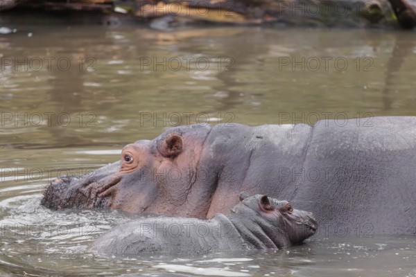 A baby hippopotamus (Hippopotamus amphibius) and its mother swimming in a river