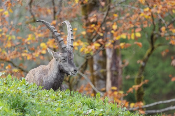 A male ibex (Capra ibex) resting on a green meadow on a cloudy day