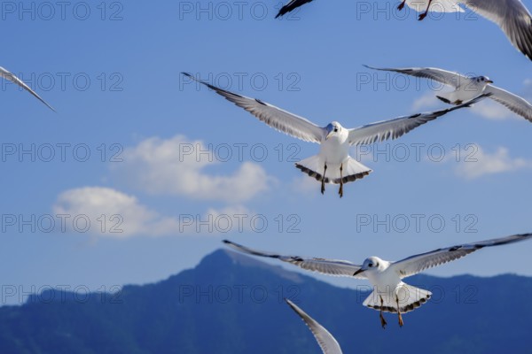Limenas, Thassos, Greece - Seagulls accompany the Thassos Sea Lines ferry to Limenas. The capital of the island of Thassos is a popular excursion destination for holidaymakers. Thassos belongs to Eastern Macedonia and Thrace, also known as Eastern Macedonia and Thrace