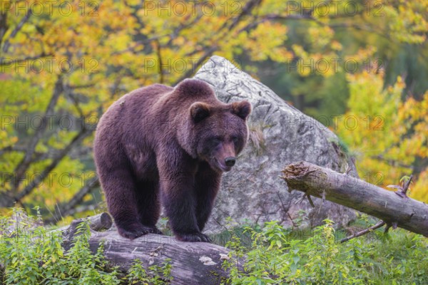 A young male Eurasian brown bear (Ursus arctos arctos) stands on a hill between rotting logs and rocks. A tree in fall foliage stands in the background