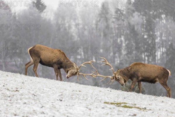 Two Red Deer stags (Cervus elaphus) stand on a snowy meadow battling around out of rutting season. A forest is in the distant background