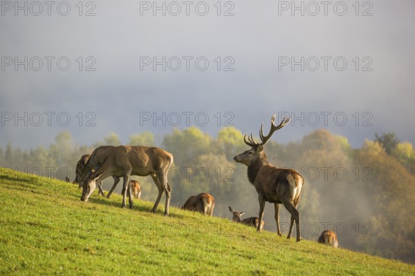 A herd of red deer (Cervus elaphus) stands in a meadow, A forest with autumn leaves can be seen in the background. Wisps of mist drift over the forest