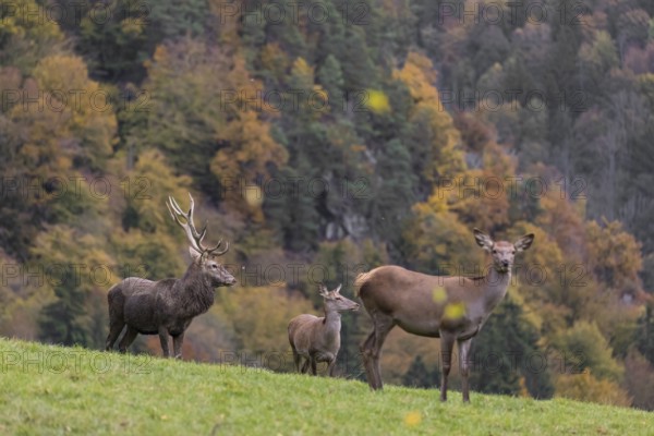One red deer stag (Cervus elaphus) and some hind stand on a meadow on hilly ground during a storm. Leaves and small twigs flying around. A forest in fall foliage in the background