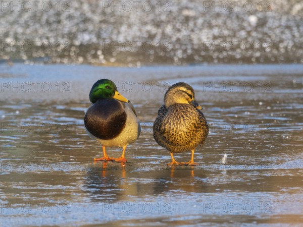 Mallard (Anas platyrhynchos), male and female ducks resting on a frozen lake in winter, Hesse, Germany, Europe