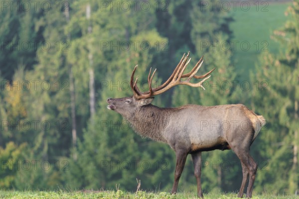 An Altai maral stag (Altai wapiti or Altai moose) (Cervus canadensis sibiricus) stands flehming on a meadow in the early morning