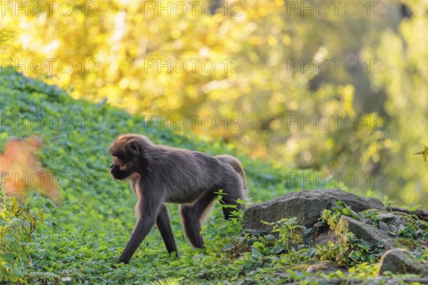 A female gelada (Theropithecus gelada), or bloodheart monkey, runs in beautiful light across a green meadow. A green forest can be seen in the background