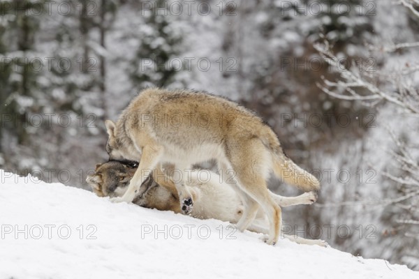 A young grey wolf (Canis lupus lupus) plays with its father on the sloping, snow-covered meadow on a cold, cloudy day