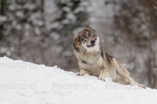 An adult grey wolf (Canis lupus lupus) rolls in the snow on a cold, cloudy day and shakes the snow from its fur