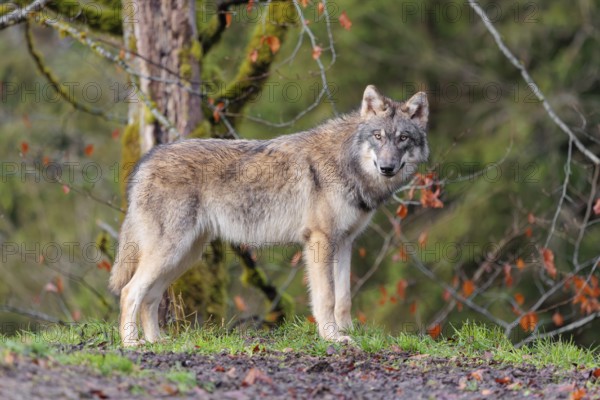 A young grey wolf (Canis lupus lupus) stands at the edge of the forest on a cloudy day and observes the surroundings