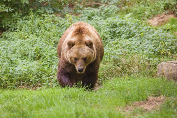 A Kamchatka brown bear (Ursus arctos piscator) runs across a meadow with tall grass between rocks and a forest