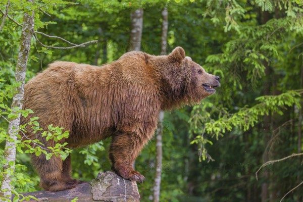 A female eurasian brown bear (Ursus arctos arctos) stands on a log lying at a forest edge