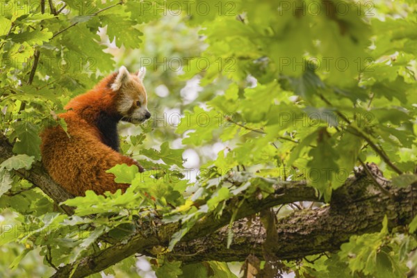 A Red Panda, Ailurus fulgens, sits high up on a branch in a tree, surrounded by green leaves