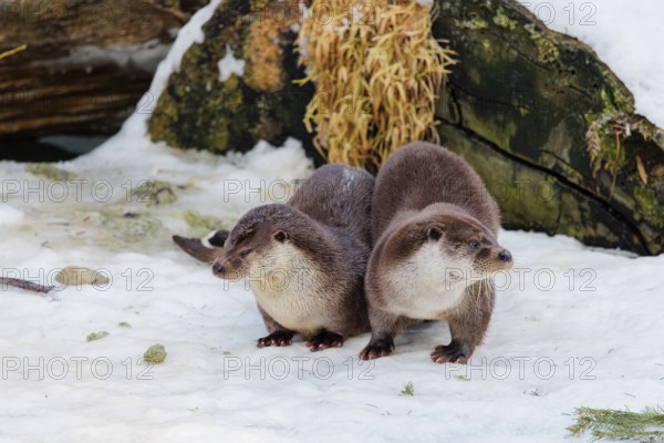 On a sunny day two otters (Lutra lutra) sit in the snow in front of a root of a dead tree