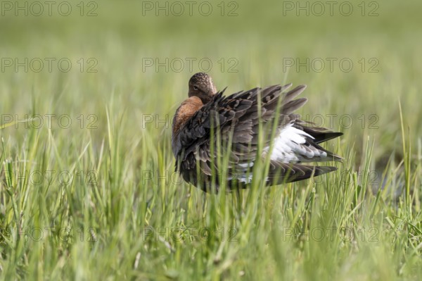 Black-tailed godwit (Limosa limosa), preening itself, plumage care, Ochsenmoor, Dümmer, Lemförde, Lower Saxony, Germany, Europe