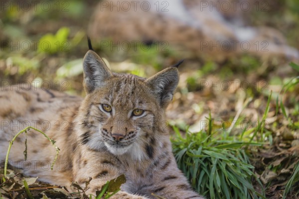Portrait of a young Eurasian lynx (Lynx lynx) lying on the forest floor