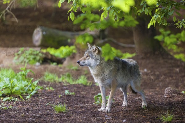 One eurasian gray wolf (Canis lupus lupus) stands on the forest floor over dead leafes