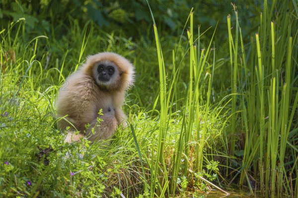 A White-handed gibbon, Hylobates lar, sits in tall grass