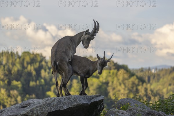 Two adult ibex (Capra ibex) standing on a rock, mating. Some green vegetation around and a forest in the background