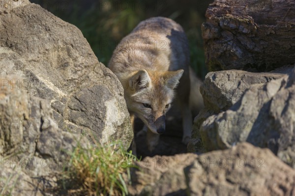 One corsac fox (Vulpes corsac) hunting between rocks