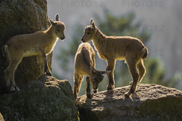 A group of young ibex (Capra ibex) play on a rock, with strong backlite