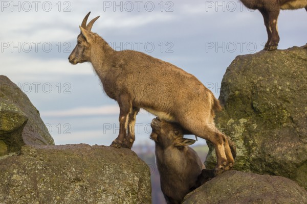 Two ibex (Capra ibex), a male and a female, stand on a rock. The male shows some flehming and sniffs on the female