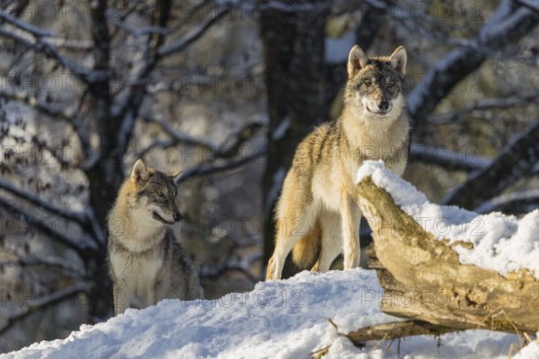 Two grey wolves (Canis lupus lupus) stand on a snow-covered hill behind a fallen tree on a cold, sunny day. A forest can be seen in the background
