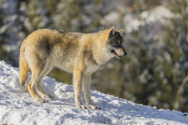 A young grey wolf (Canis lupus lupus) stands on a sloping, snow-covered meadow at the edge of a forest on a cold, sunny day