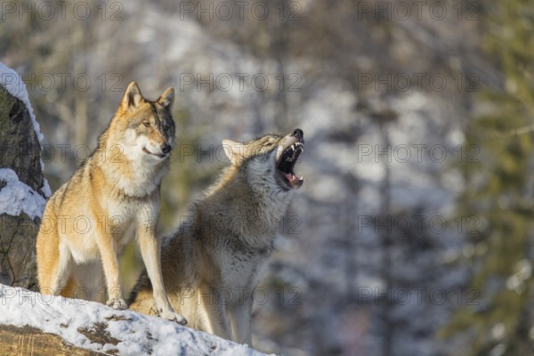 Two grey wolves (Canis lupus lupus) stand on a snow-covered hill between a rock and a fallen tree on a cold, sunny day