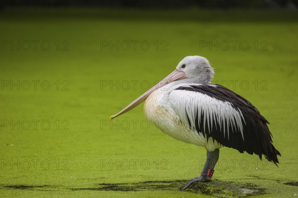 An Australian pelican (Pelecanus conspicillatus) stands on a rock lying in a duckweed-covered pond