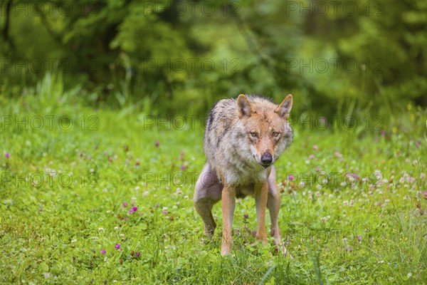A female eurasian gray wolf (Canis lupus lupus) shits on a green meadow