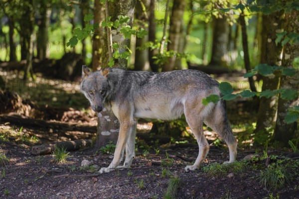 A male gray wolf (Canis lupus lupus) stands at the edge of a forest watching something