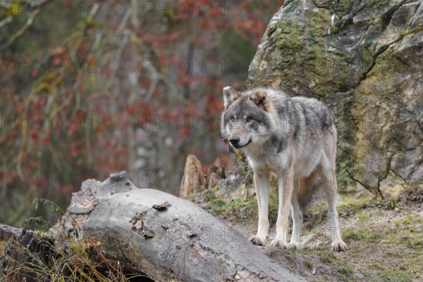 An adult male grey wolf (Canis lupus lupus) stands between a rotting tree trunk and a rock on a cloudy day and observes the surroundings