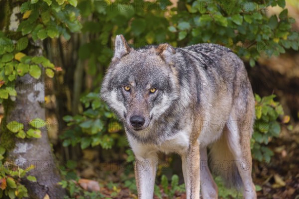 A eurasian gray wolf (Canis lupus lupus) stands at a forest edge