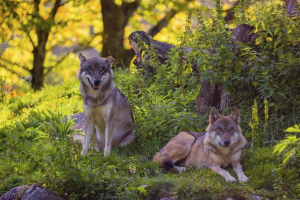 Two eurasian gray wolves (Canis lupus lupus) rest on a small hill between logs and rocks with a colorful fall foliage in the background