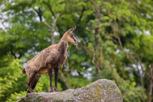 An adult Chamois (Rupicapra rupicapra) stands on a rock. A green forest is in the background