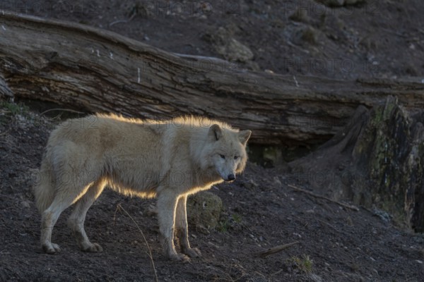 One adult Arctic wolf (Canis lupus arctos) standing in a forest on hilly ground. Backlit condition