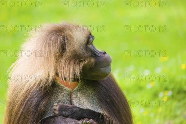 Portrait of an adult male Gelada (Theropithecus gelada), or bleeding-heart monkey, resting on a green meadow