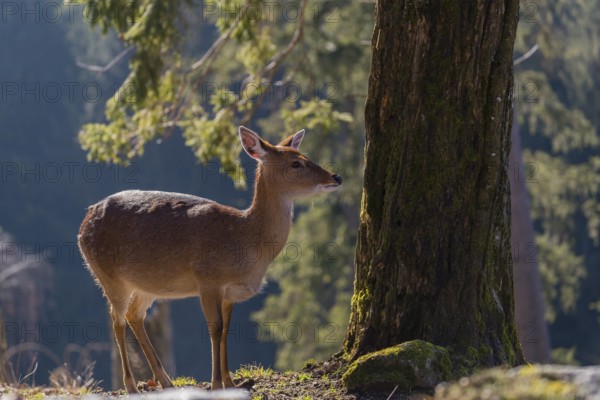 One female Manchurian sika deer or Dybowski's sika deer (Cervus nippon mantchuricus or Cervus nippon dybowskii) stands at a forest edge on hilly ground. Backlight