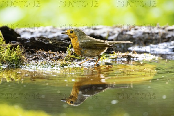 European robin (Erithacus rubecula) bathing Germany